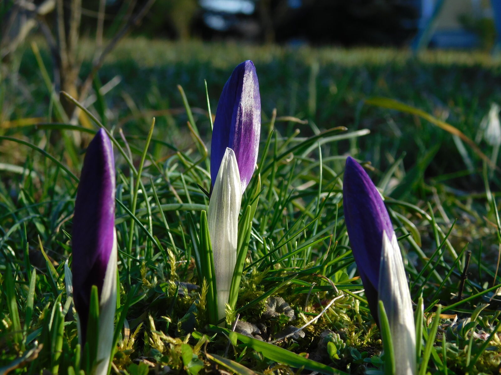 Nikon Coolpix L840 sample photo. Flower, green, nature, purple photography