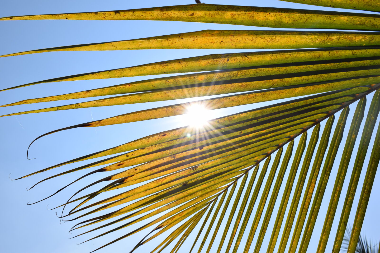 Nikon AF-P DX Nikkor 18-55mm F3.5-5.6G sample photo. Light, palm, sun photography
