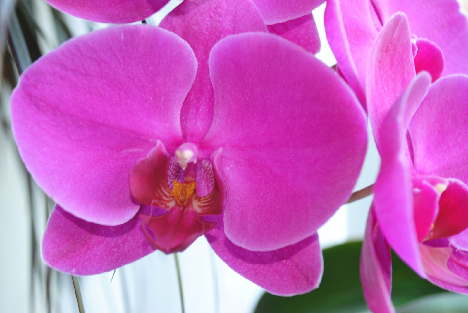 Nikon D3000 sample photo. Flower, plant, nature photography