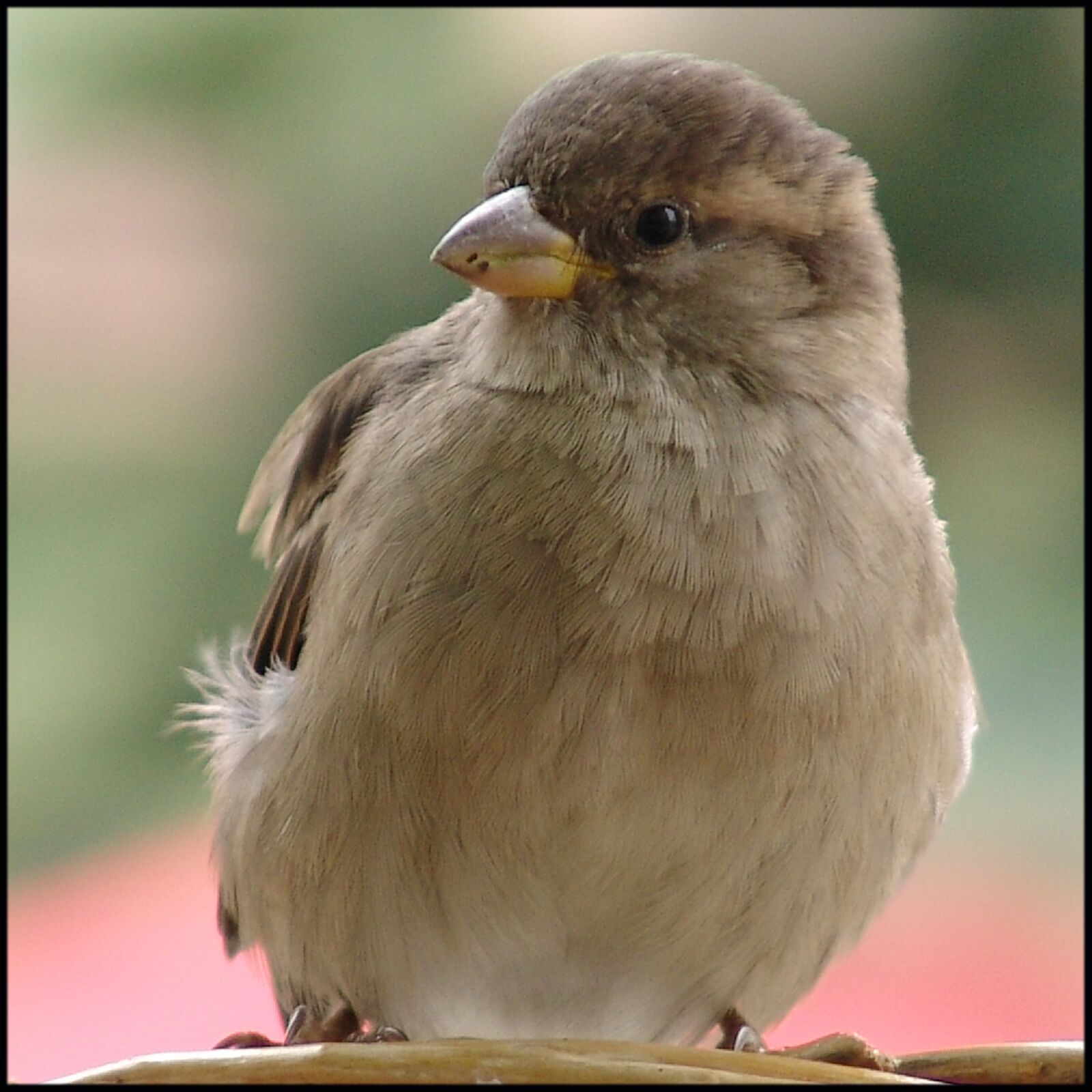 Sony DSC-F828 sample photo. Animals, bird, sparrow photography