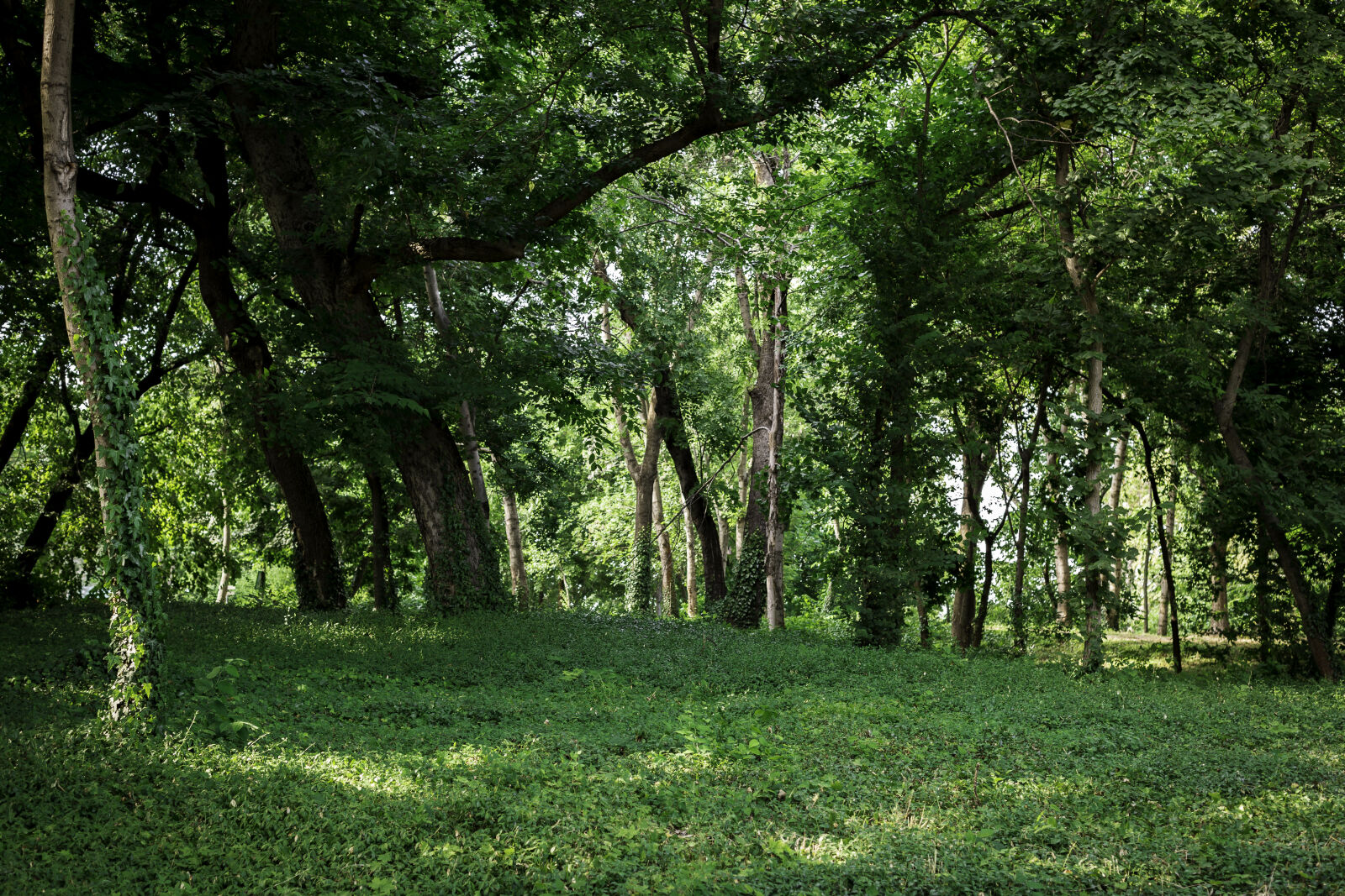 Canon EOS 5D Mark III sample photo. Dark, green, day, daylight photography