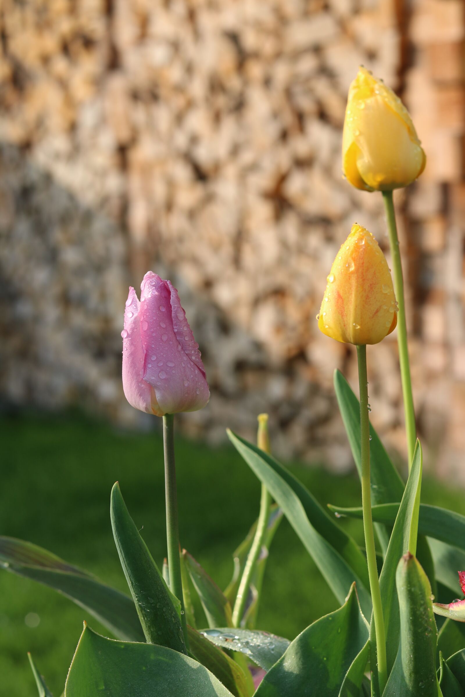 Canon EOS 760D (EOS Rebel T6s / EOS 8000D) + Canon EF 50mm F1.8 STM sample photo. Tulips, spring, garden photography