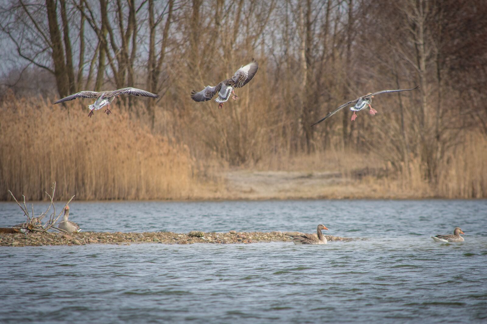 Nikon D7200 sample photo. Geese, greylag goose, lake photography