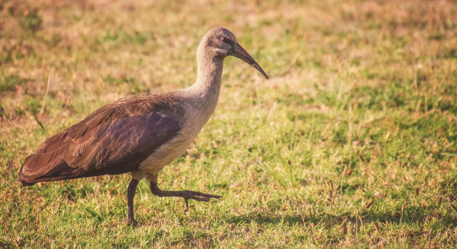Nikon D7000 sample photo. Hadeda, bird, wildlife photography