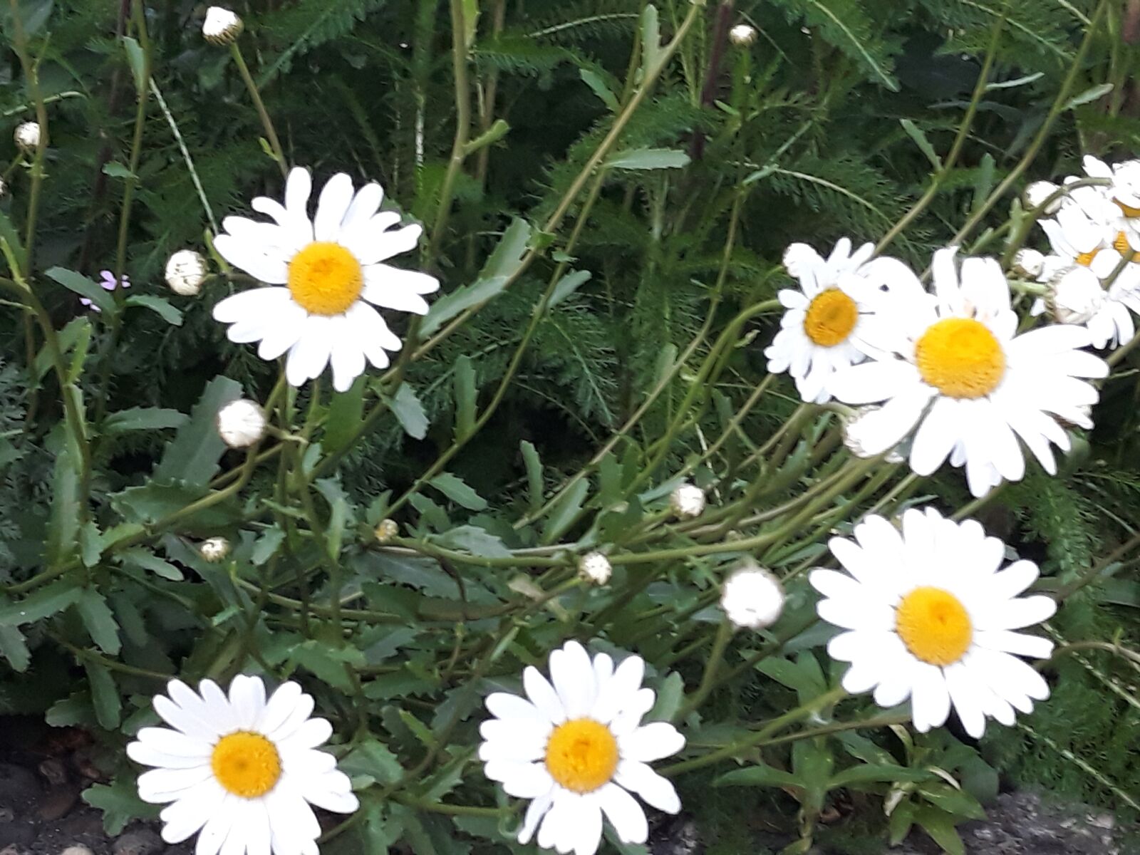 Samsung Galaxy J5 sample photo. Daisies, flowers, garden photography