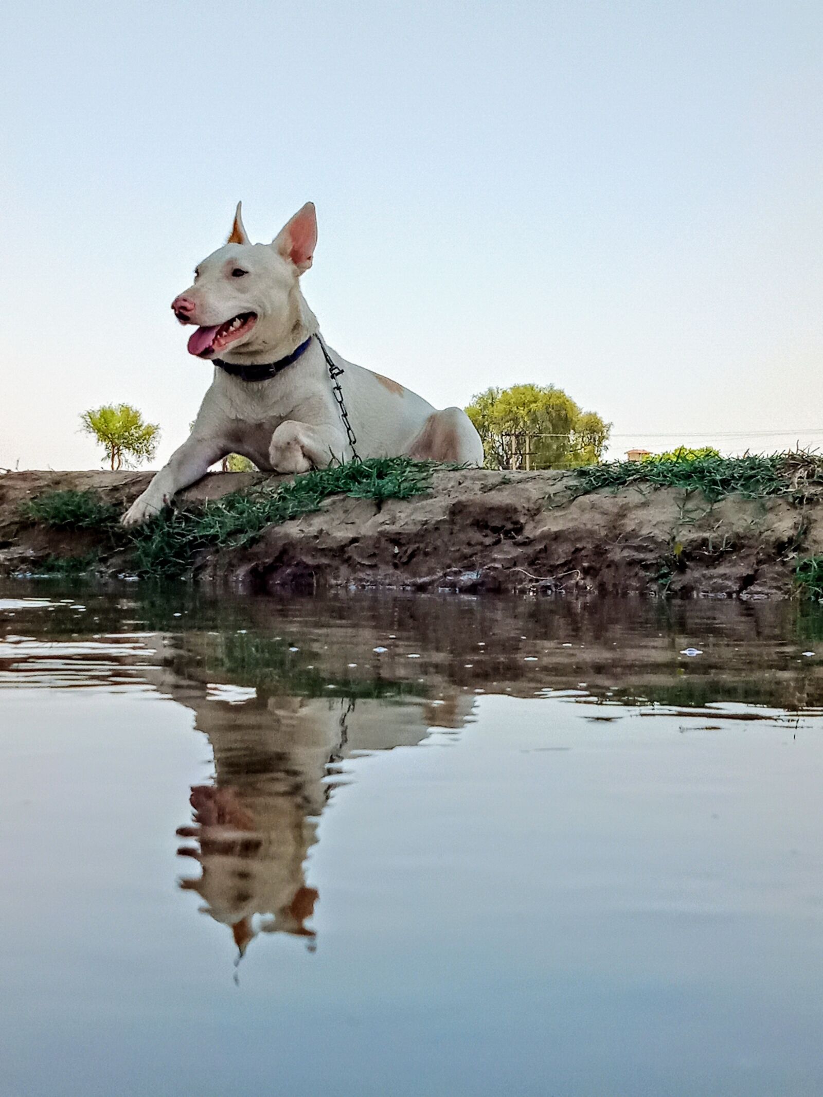 OPPO A83 sample photo. Dog, canine, reflection photography