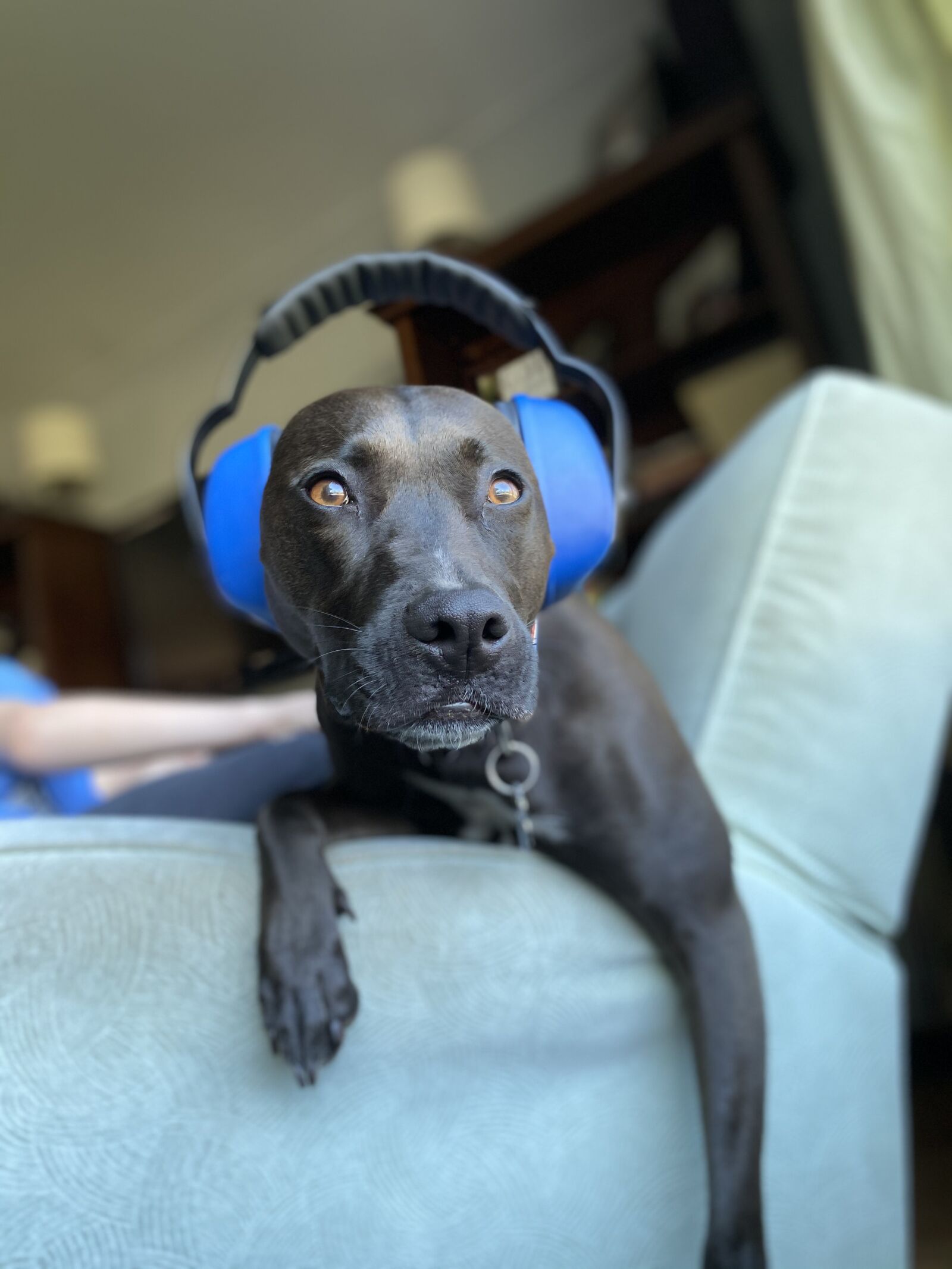 Apple iPhone 11 sample photo. Dog, pitbull, ear protection photography