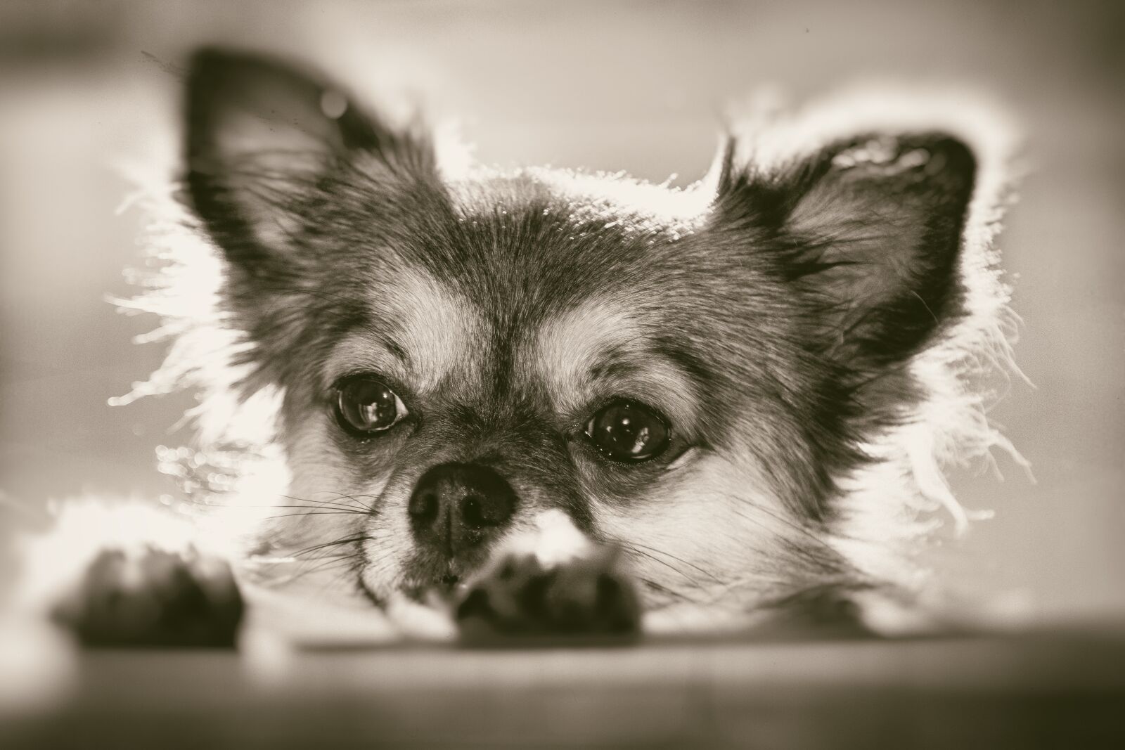 Canon EF 24-105mm F4L IS USM sample photo. Chihuahua, curious, pet photography