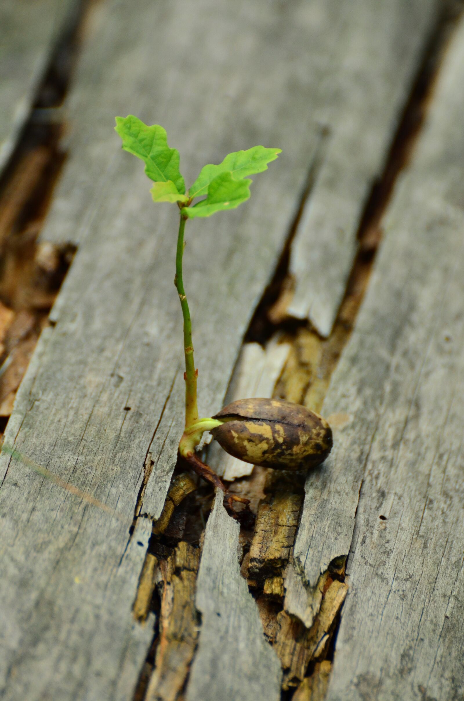Nikon D5100 sample photo. Germ, seedling, live new photography