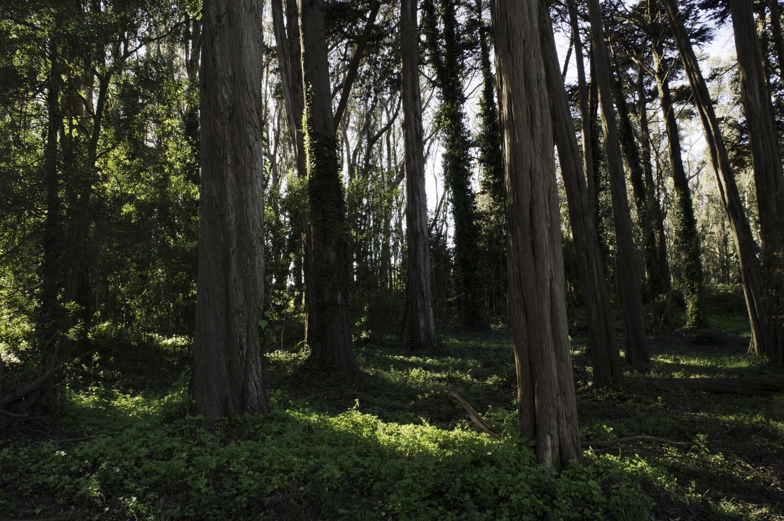 Nikon D3200 sample photo. Trees, forest, sun photography