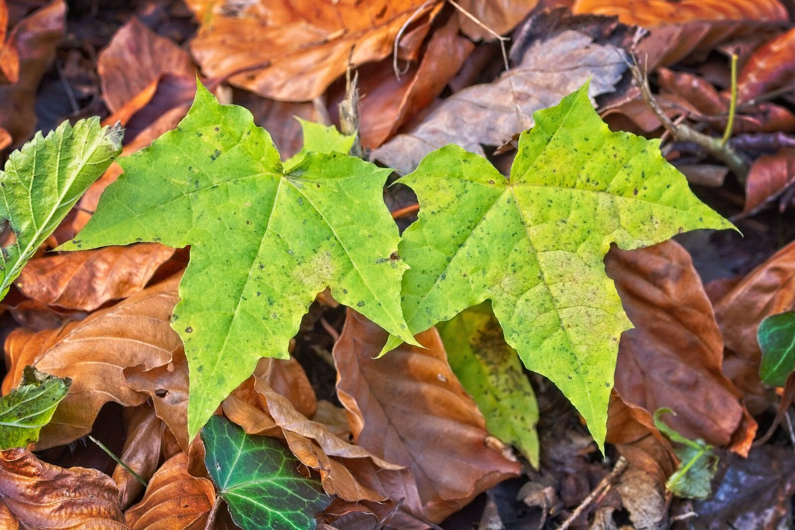 Sigma 105mm F2.8 EX DG OS HSM sample photo. Leaves, autumn, two photography