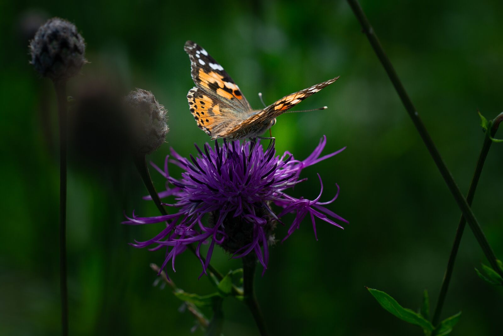 Nikon D7100 sample photo. Butterfly, vanessa cardui, edelfalter photography
