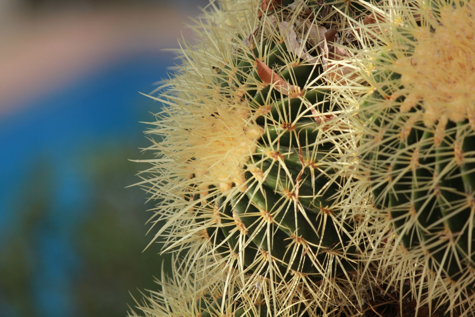 Canon EOS 550D (EOS Rebel T2i / EOS Kiss X4) sample photo. Cactus, prickly, plant photography