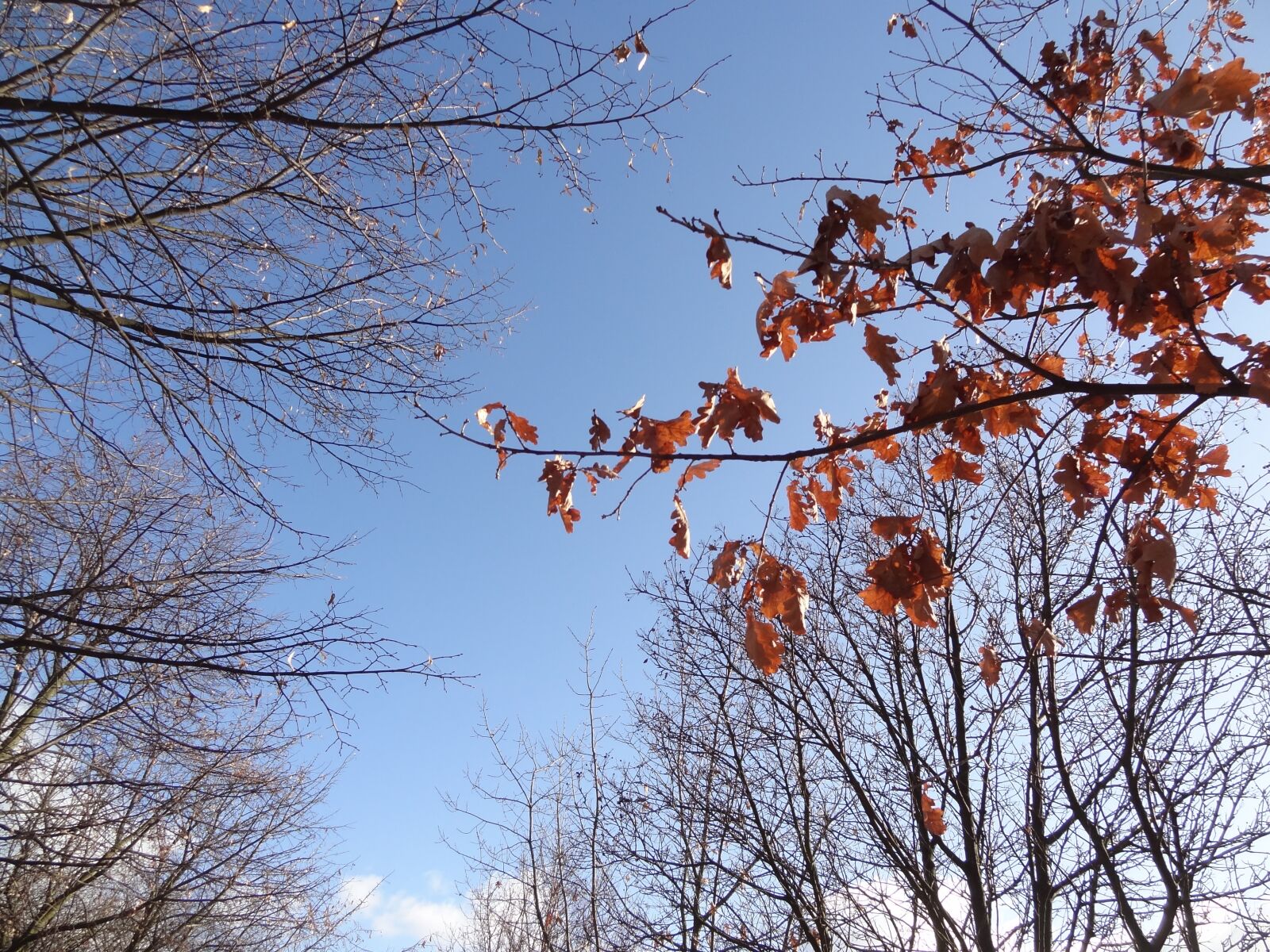 Sony Cyber-shot DSC-HX9V sample photo. Author, skibka, photo photography