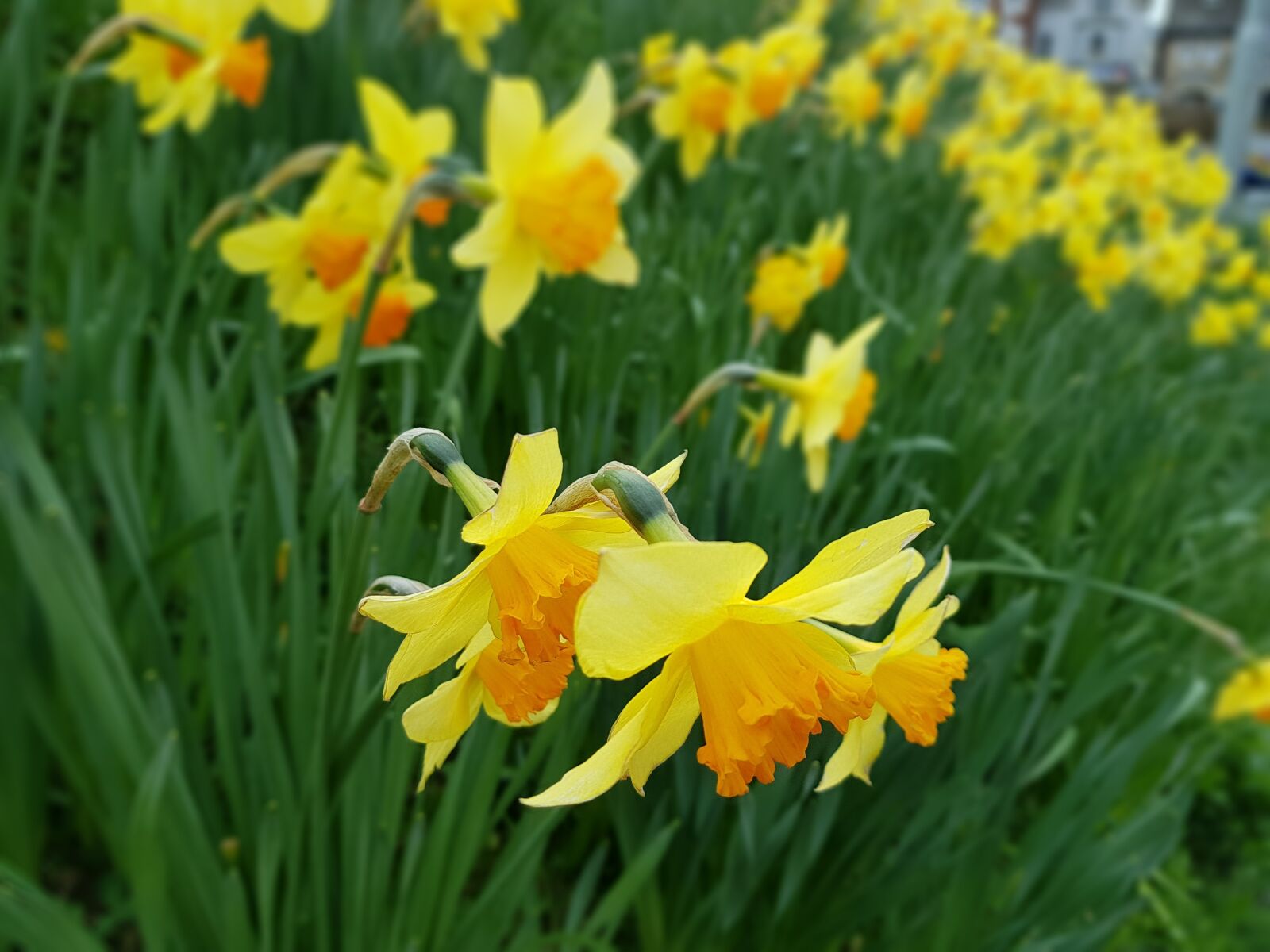Samsung Galaxy S7 Edge sample photo. Flower, nature, flora photography