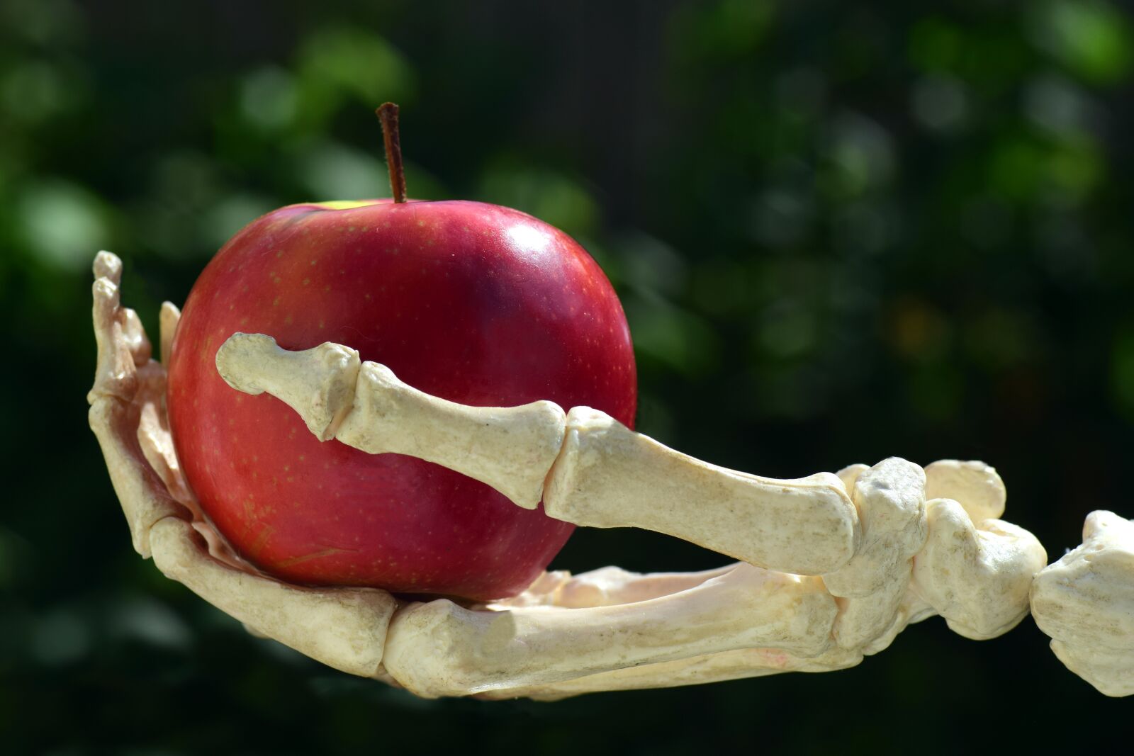 Nikon D3300 sample photo. Apple, hand, bone photography