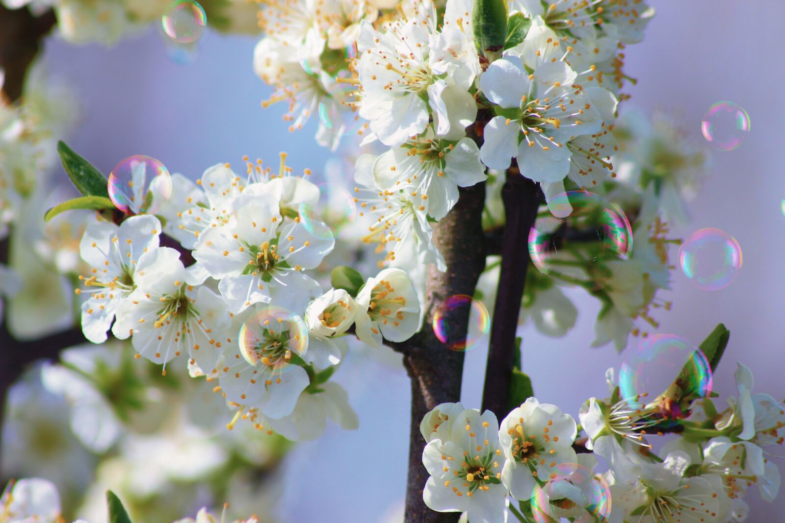 Canon EOS 600D (Rebel EOS T3i / EOS Kiss X5) sample photo. Blossom, bloom, white photography