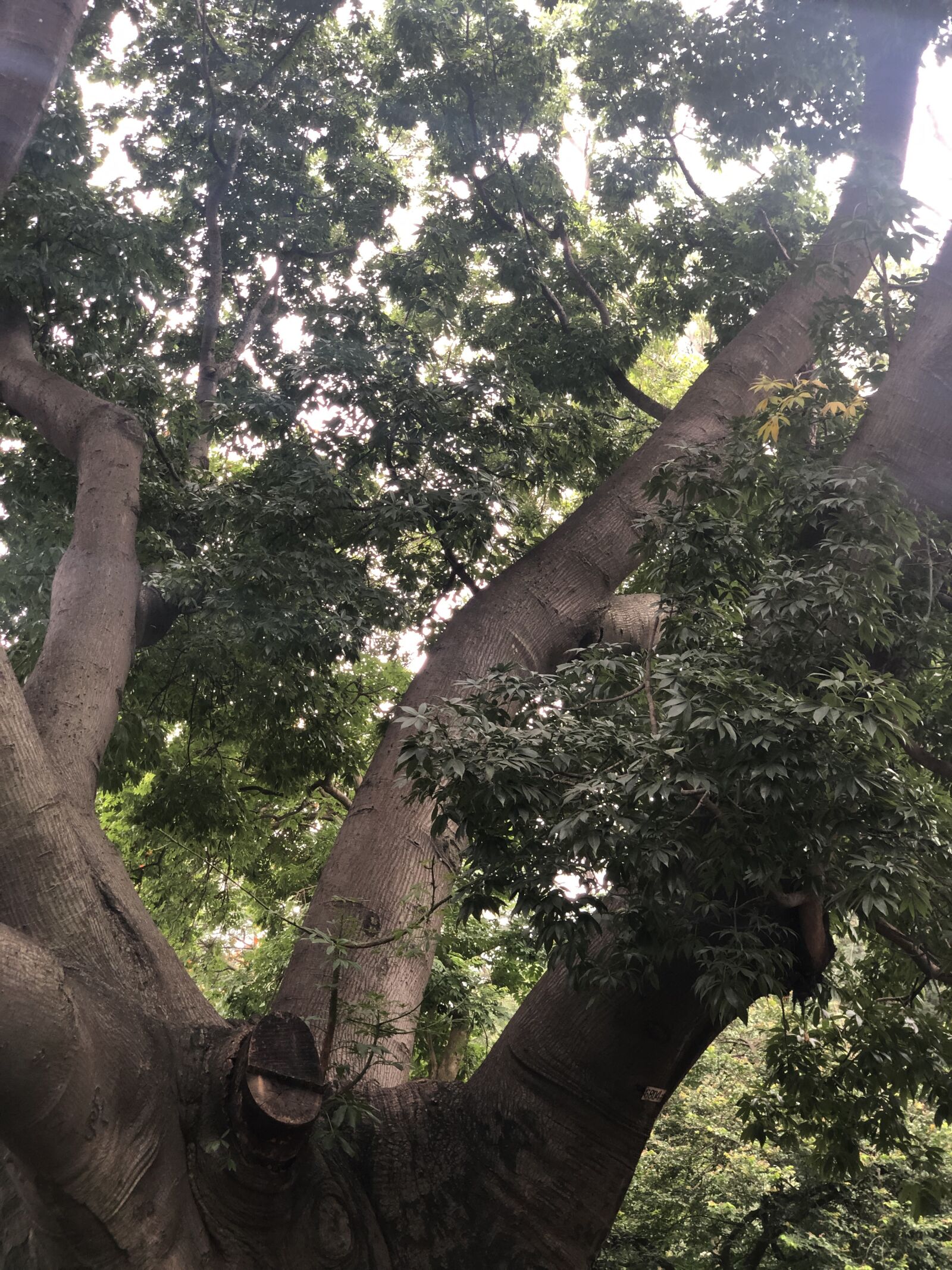 Apple iPhone X sample photo. Tree, forest, nature photography