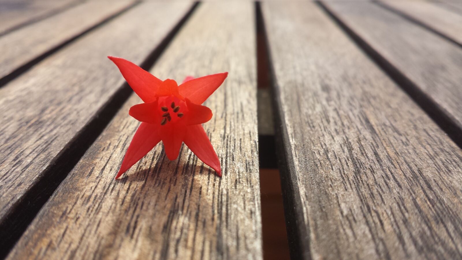 Samsung Galaxy S4 sample photo. Red, orange, flower photography