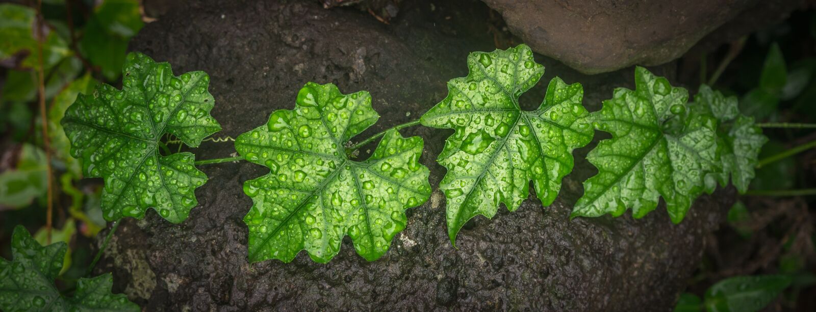 Sony Alpha NEX-5N sample photo. Ivy, leaf, nature photography