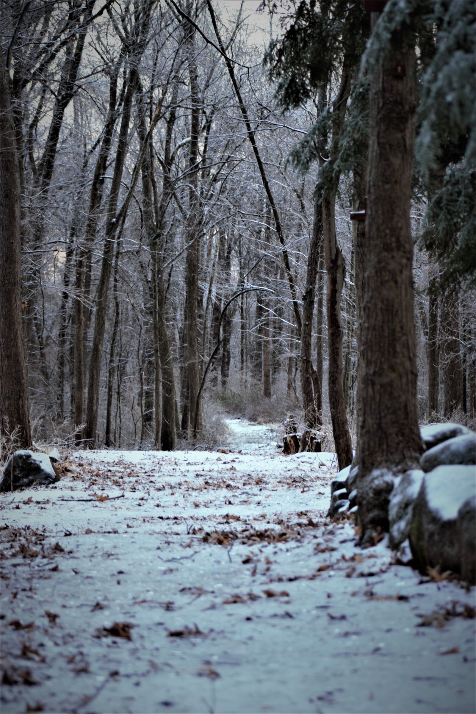 Canon EOS 500D (EOS Rebel T1i / EOS Kiss X3) sample photo. Road snow, cold, winter photography
