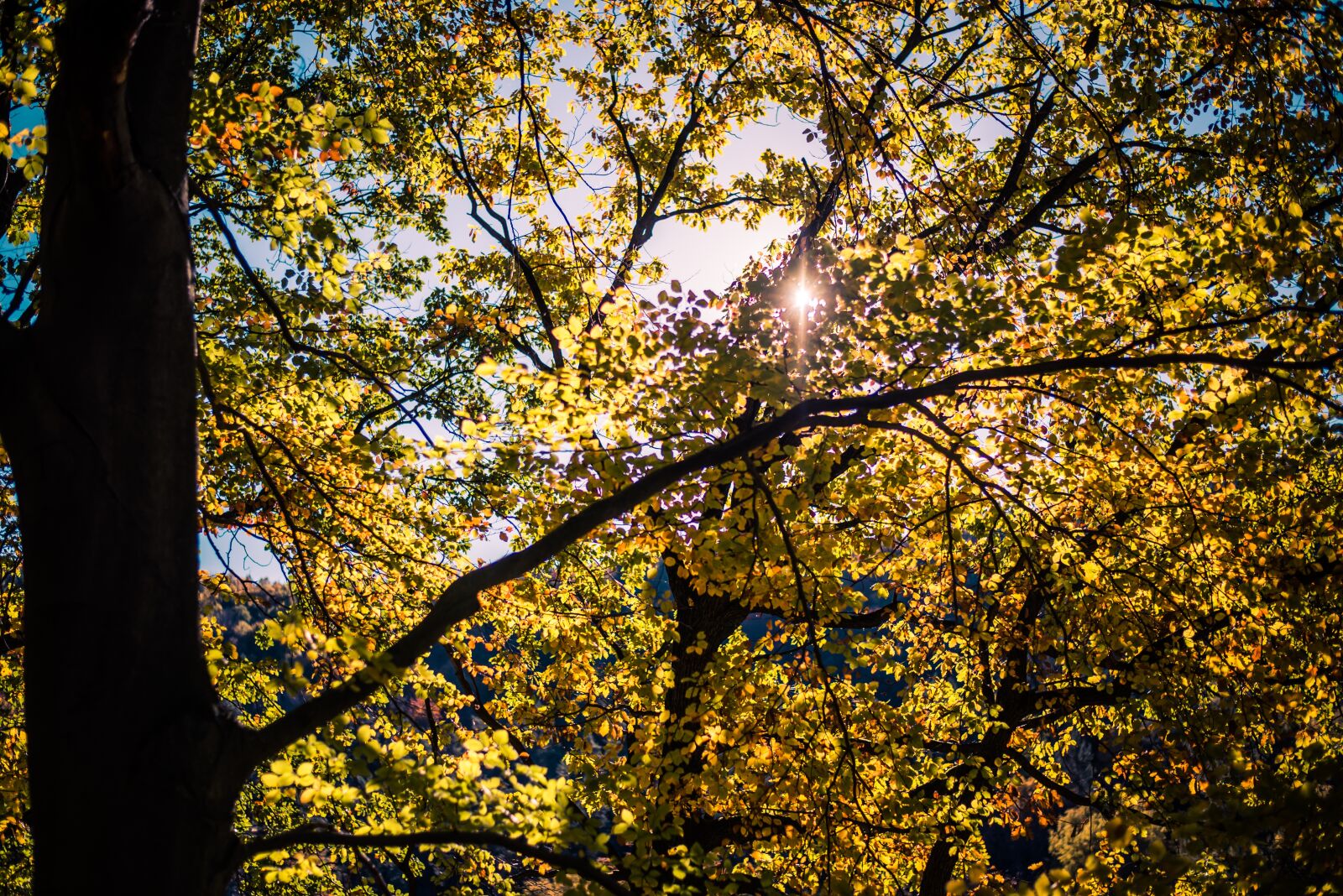Nikon D600 sample photo. Nature, green, forest photography