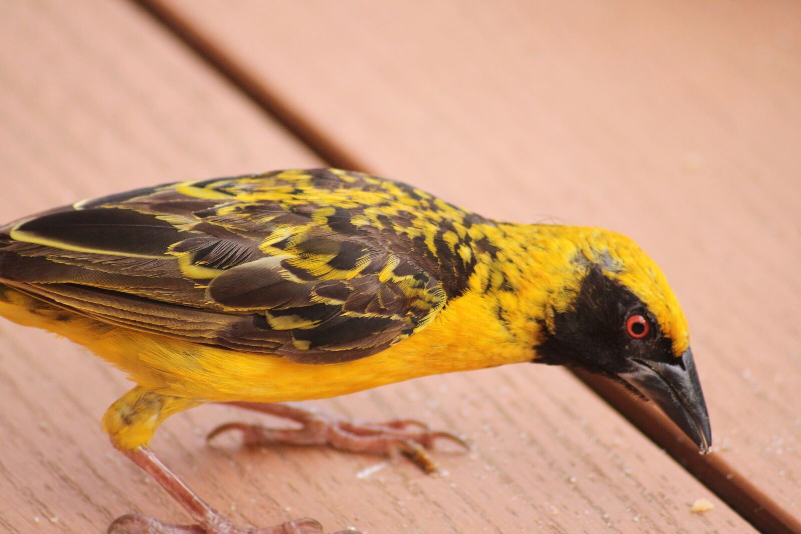 Canon EOS 500D (EOS Rebel T1i / EOS Kiss X3) sample photo. Bird, yellow, bill photography