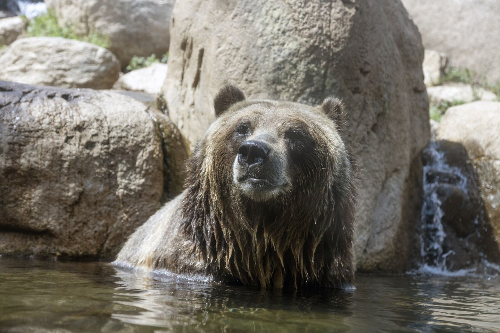 Canon EOS 5DS R sample photo. Bear, adult, portrait photography