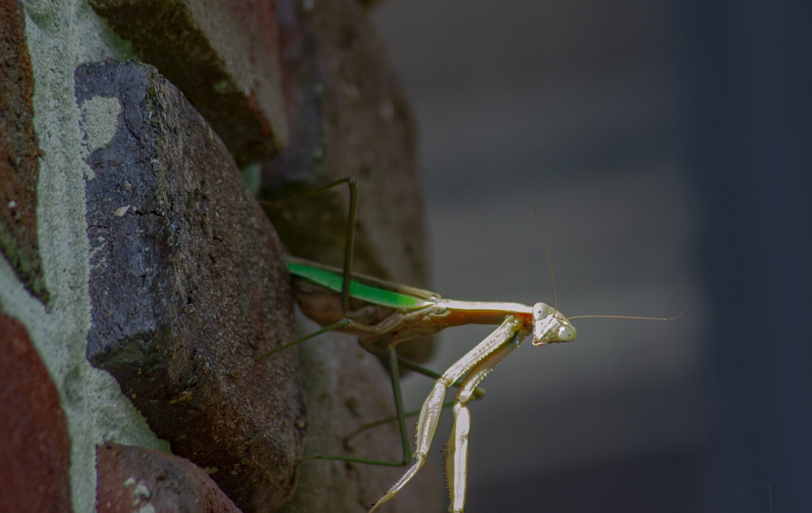 Nikon D3100 sample photo. Bug, mantis, insect photography
