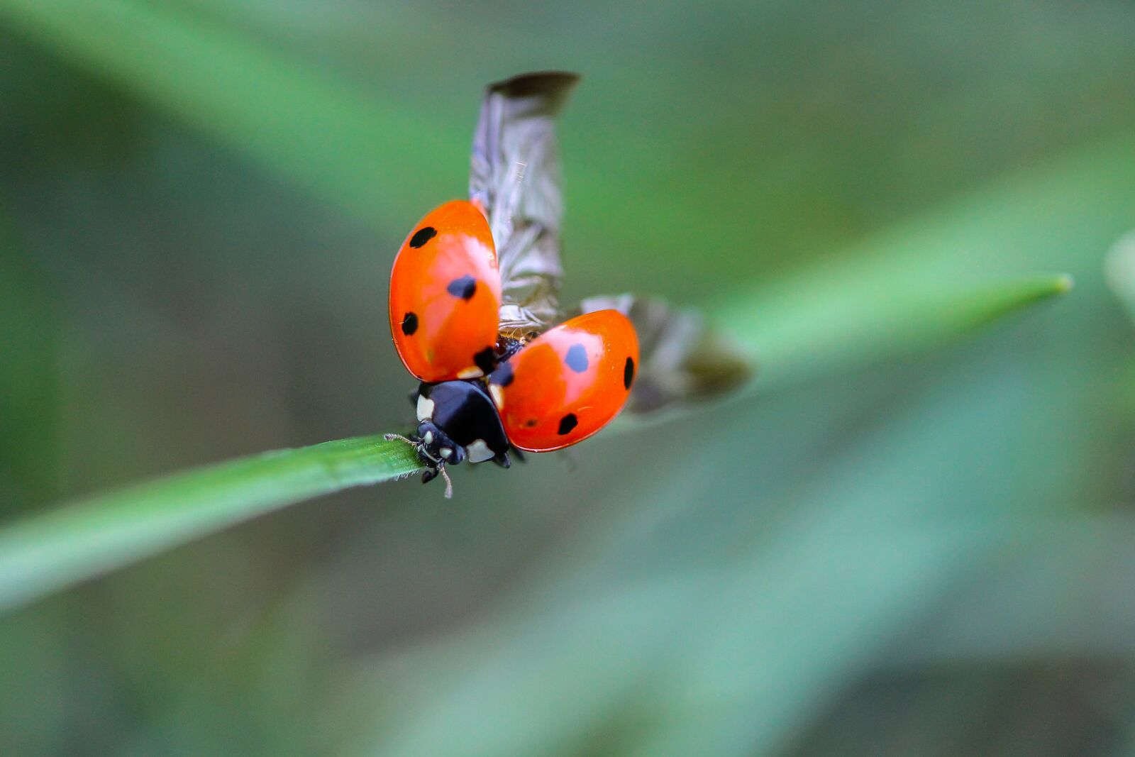 Canon EF-S 60mm F2.8 Macro USM sample photo. Ladybug, beetle, nature photography