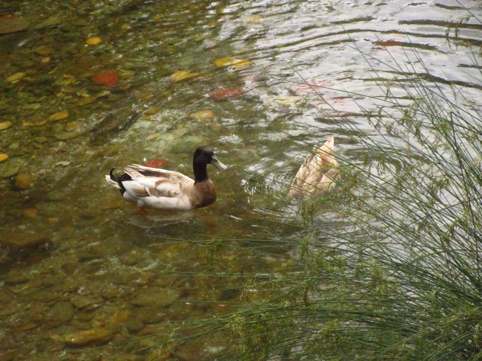 Canon PowerShot ELPH 360 HS (IXUS 285 HS / IXY 650) sample photo. Lake ducks photography