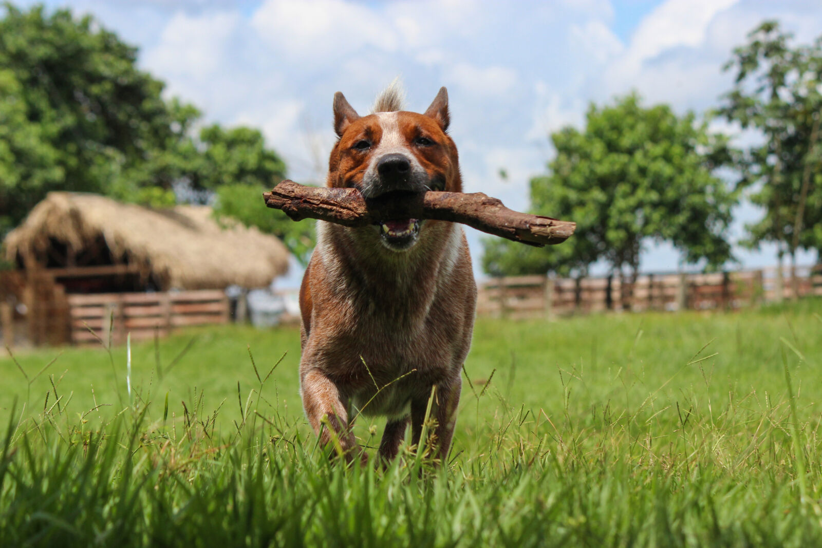 Canon EF-S 55-250mm F4-5.6 IS II sample photo. Acd, australia, australian, cattle photography