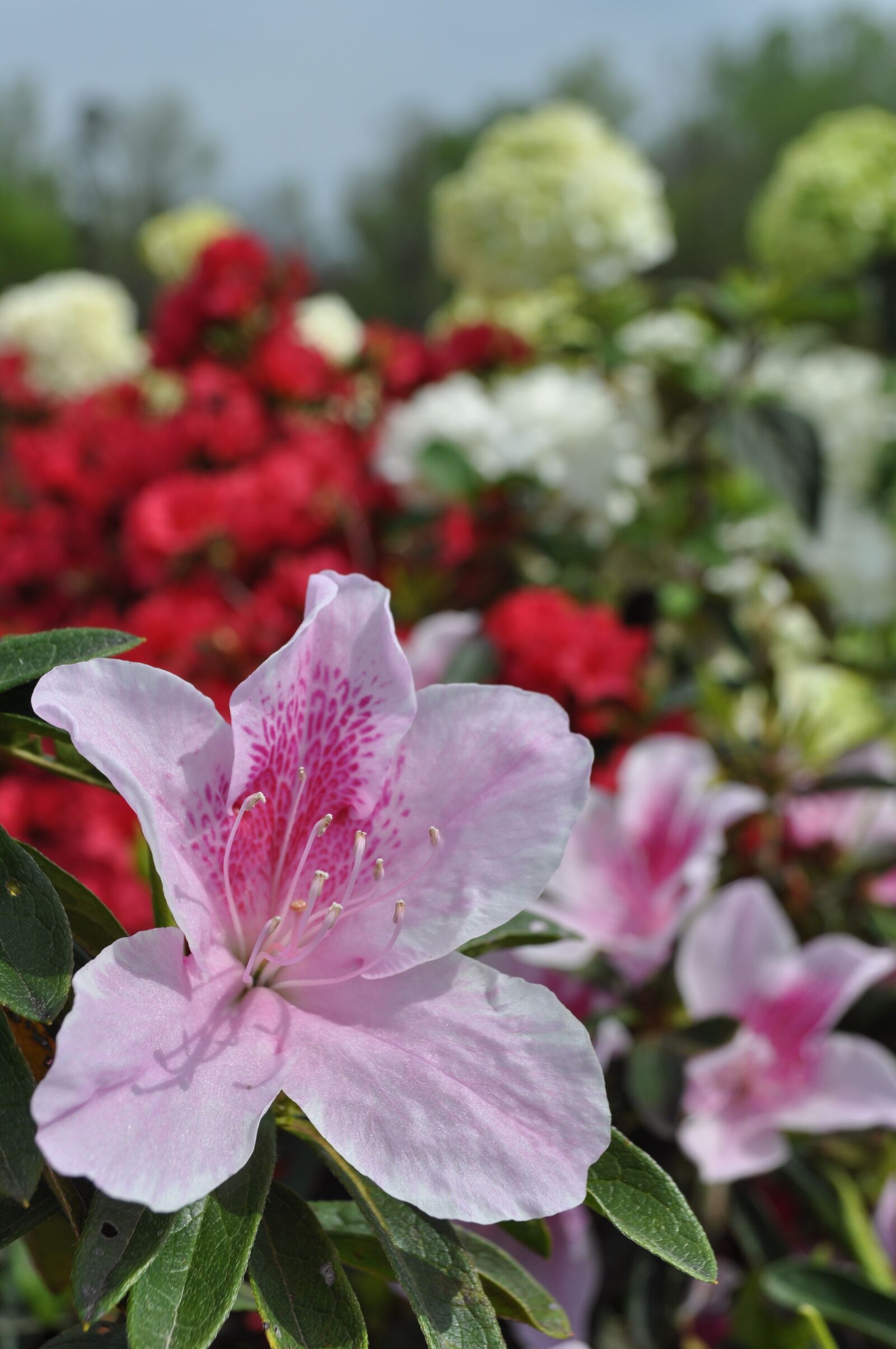 Nikon D5000 sample photo. Plants, azalea, spring photography