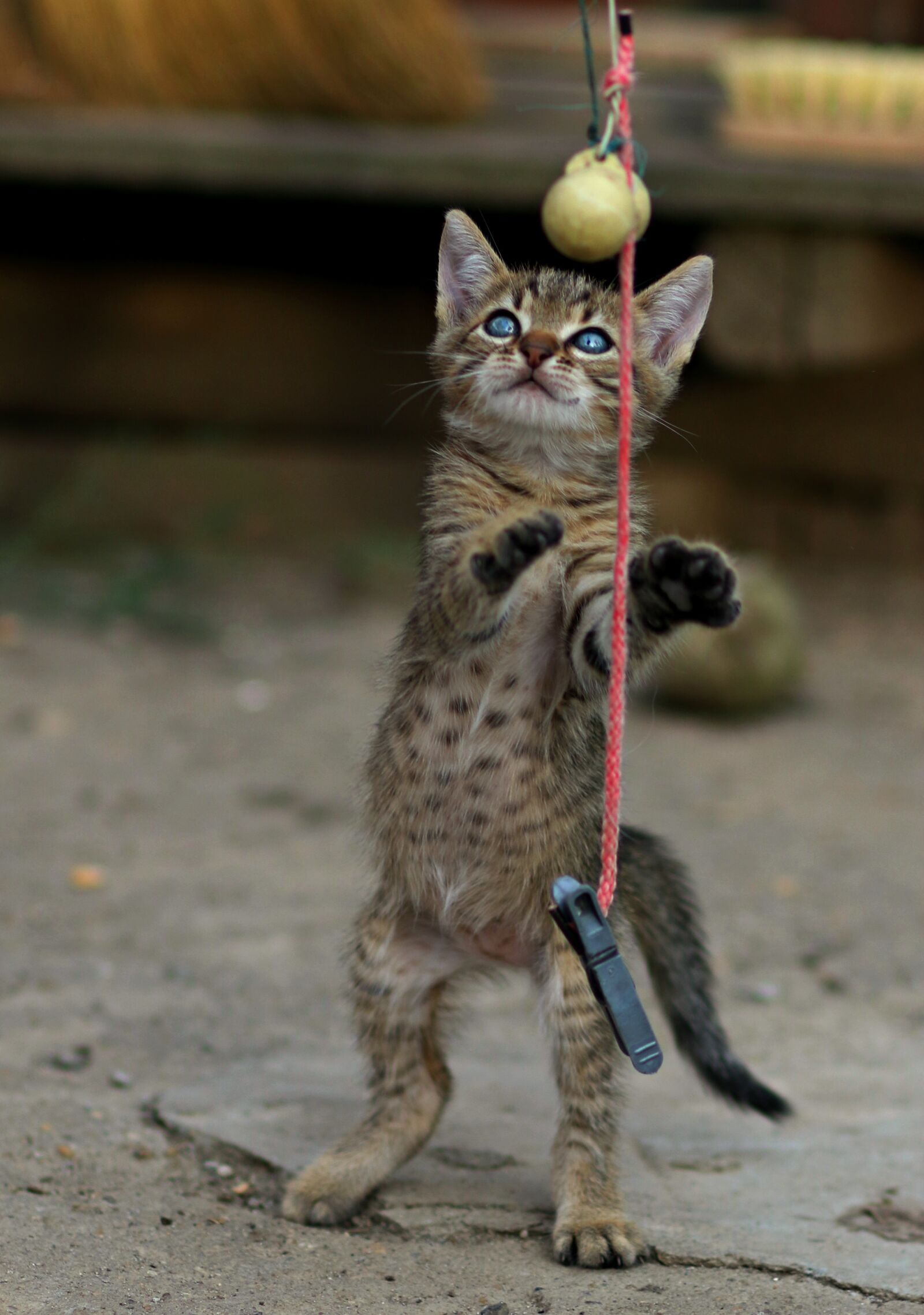 Canon EF 85mm F1.8 USM sample photo. Cat, gray, toy photography