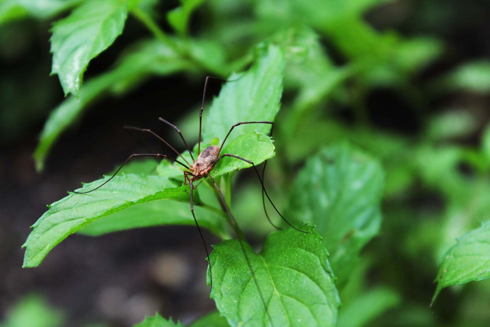 Canon EOS 1100D (EOS Rebel T3 / EOS Kiss X50) sample photo. Spider, animal world, peppermint photography