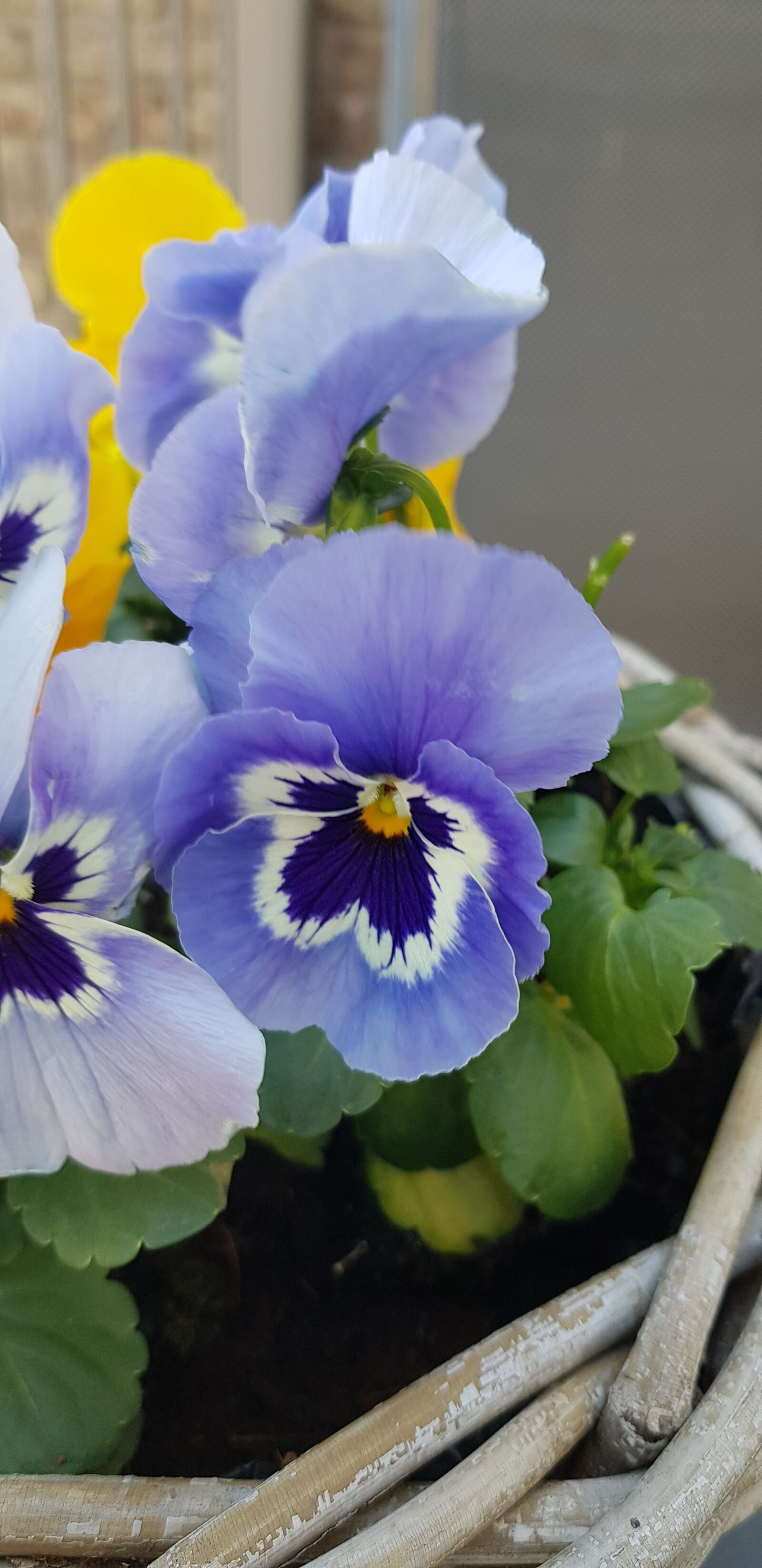 Samsung Galaxy S8 sample photo. Violins, plants, garden photography