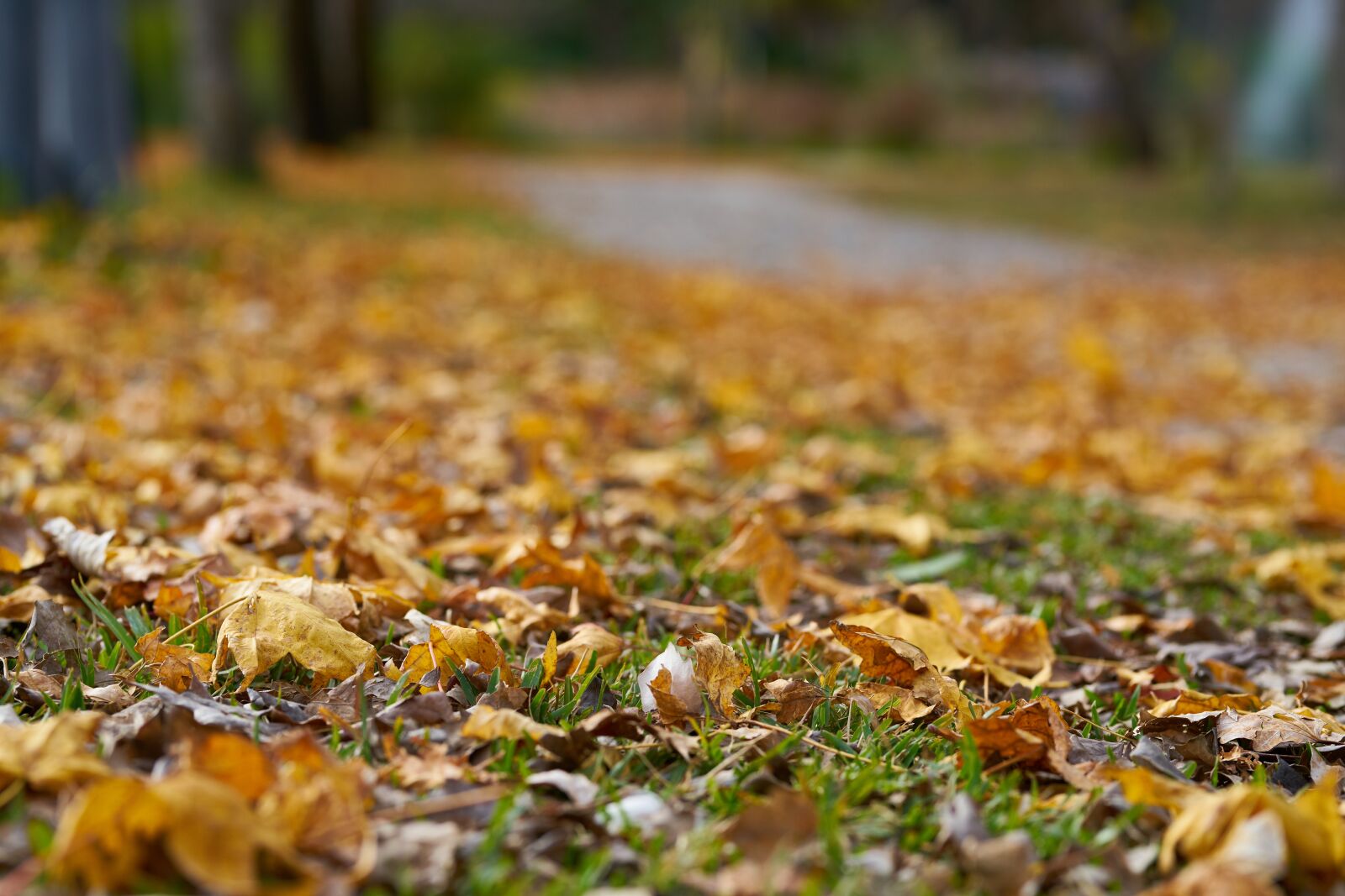 Sigma 85mm F1.4 DG HSM Art sample photo. Autumn, the leaves are photography