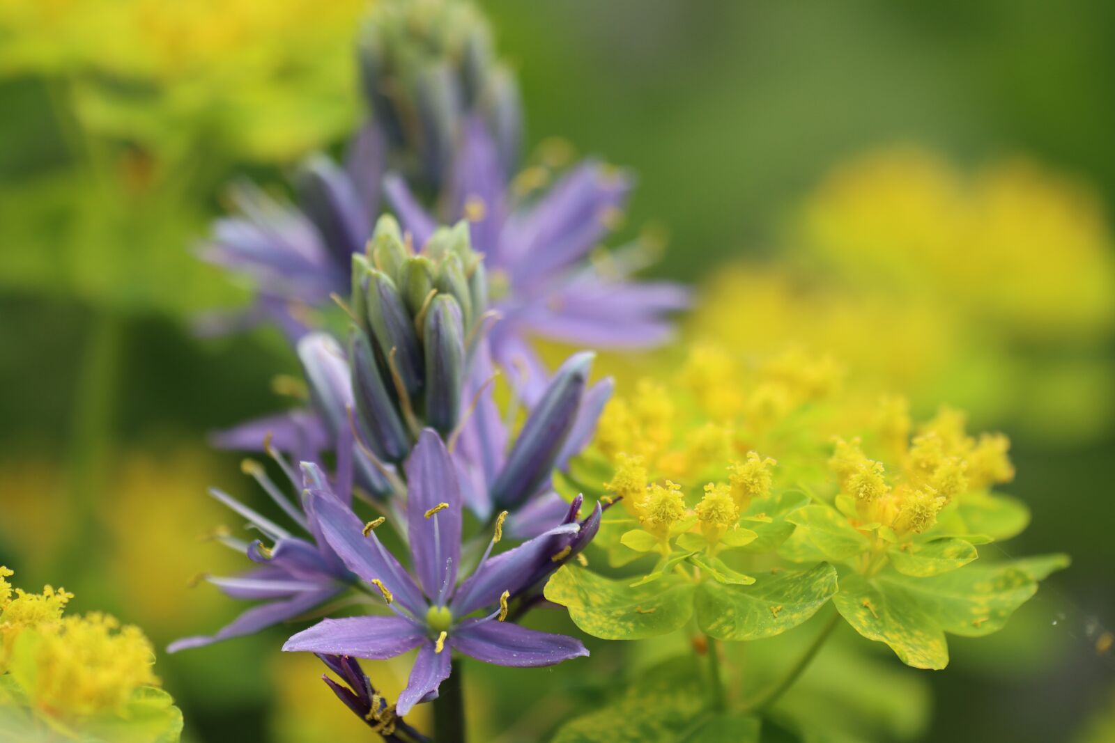 Canon EOS 90D sample photo. Flowers, shrub, blossom photography