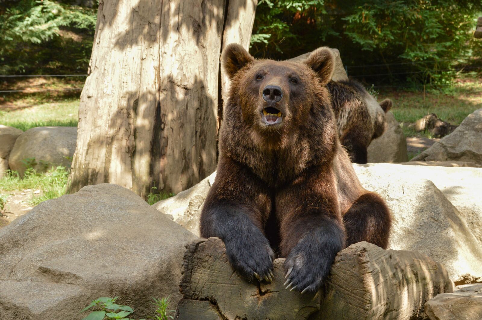 Nikon D3200 sample photo. Bear, animal, nature photography