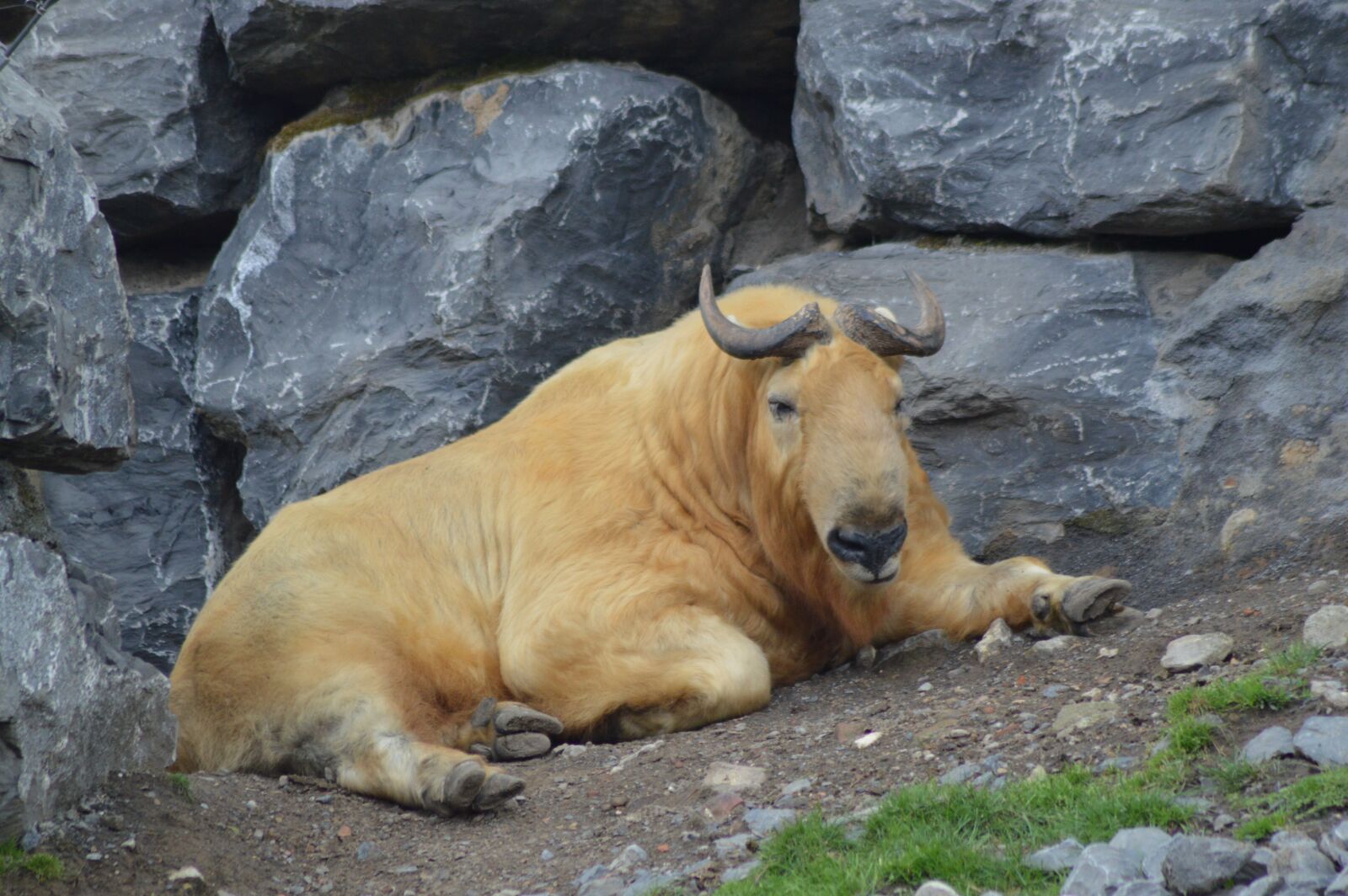 Nikon D3200 sample photo. Mammal, big, male photography