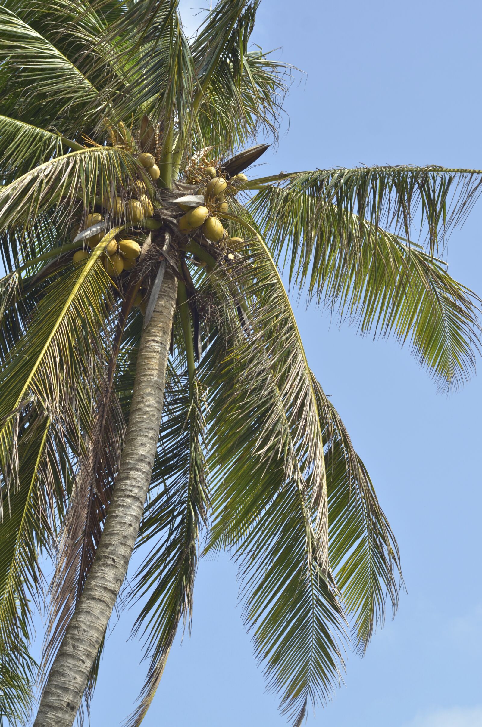 Nikon D7000 sample photo. Sri lanka, beauty photography