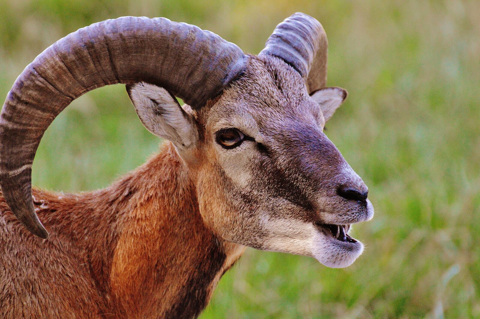 Nikon D3200 sample photo. Aries, wild, free running photography
