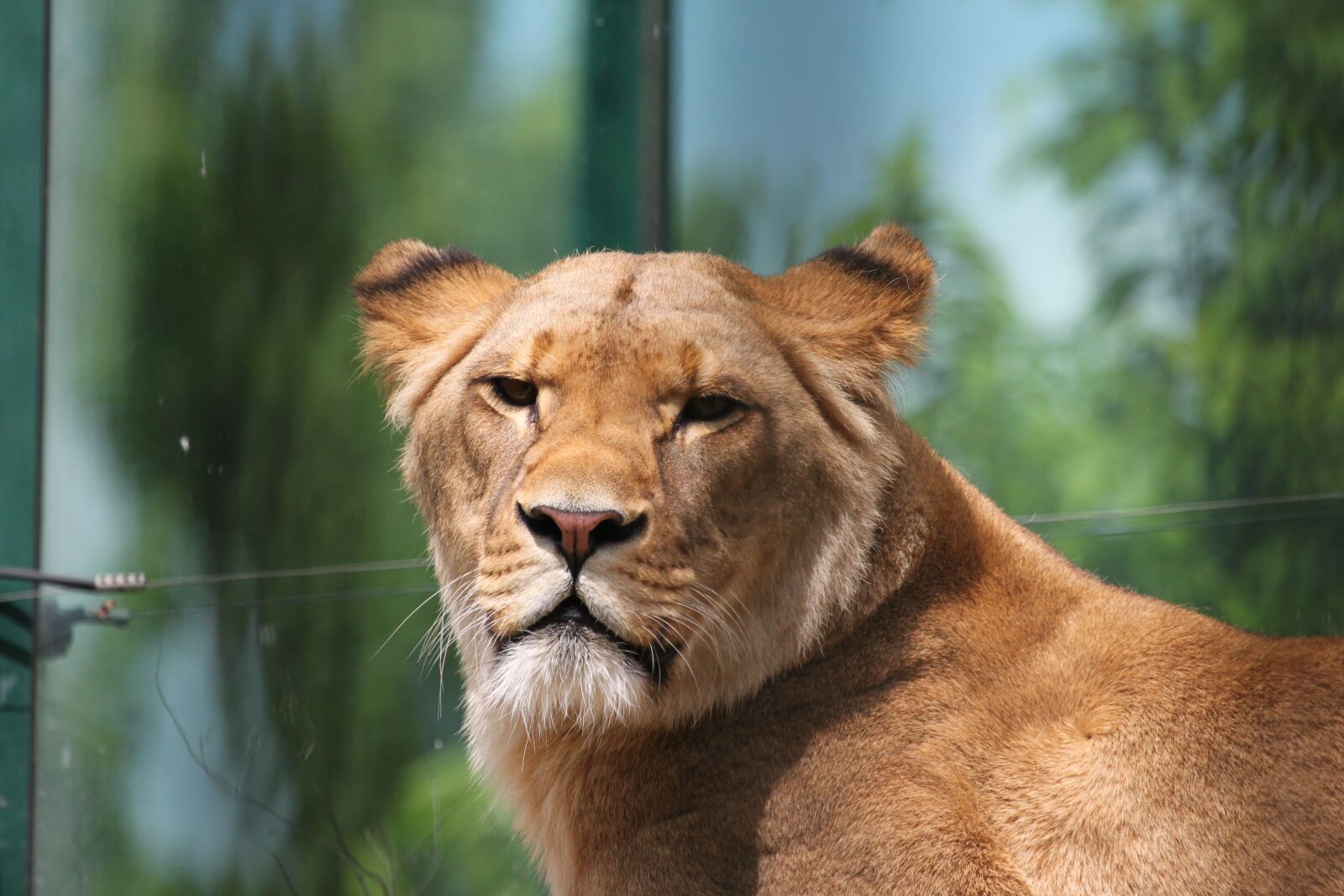 Canon EOS 500D (EOS Rebel T1i / EOS Kiss X3) sample photo. Animal, predator, lioness photography