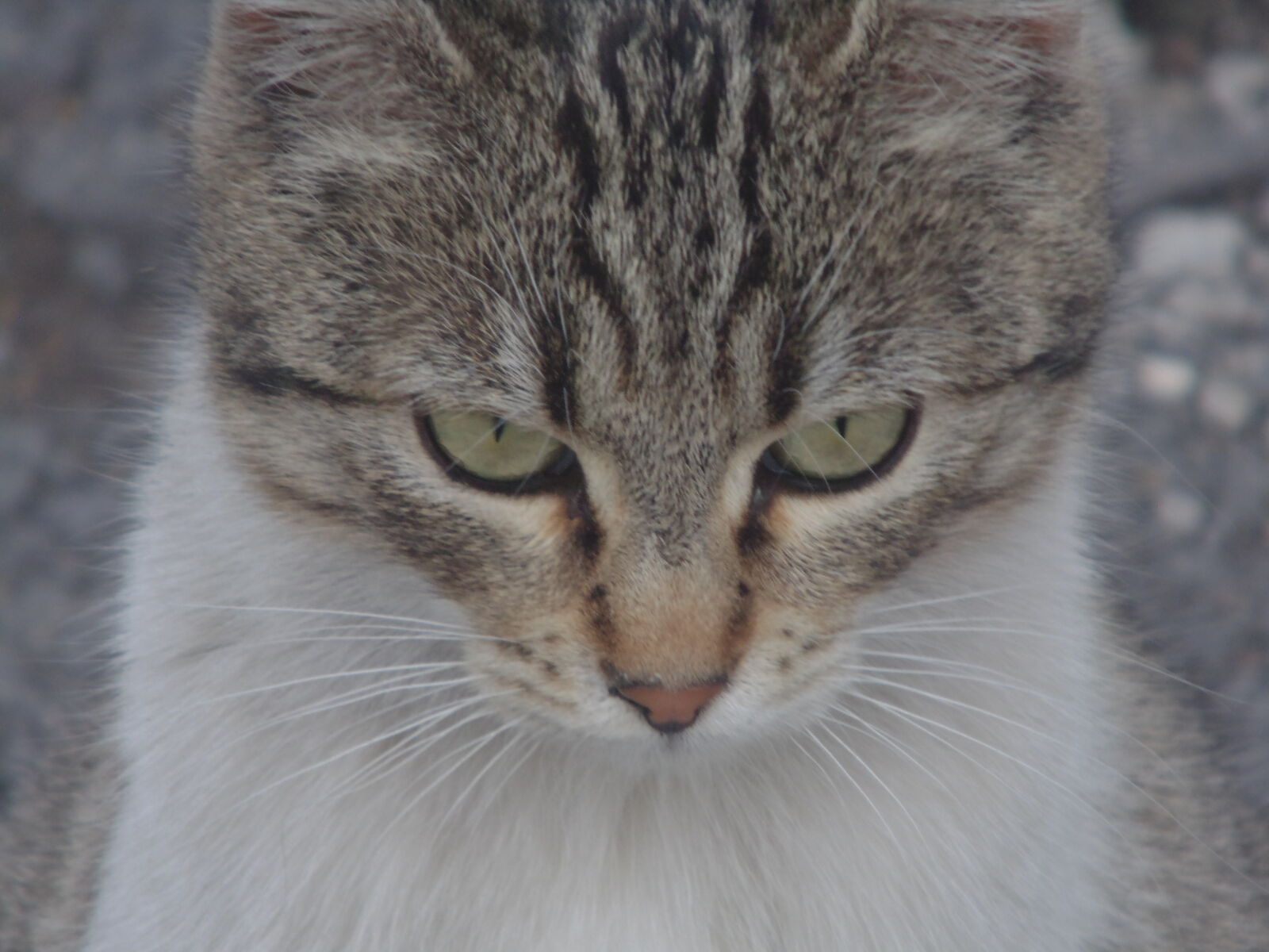 Sony DSC-H100 sample photo