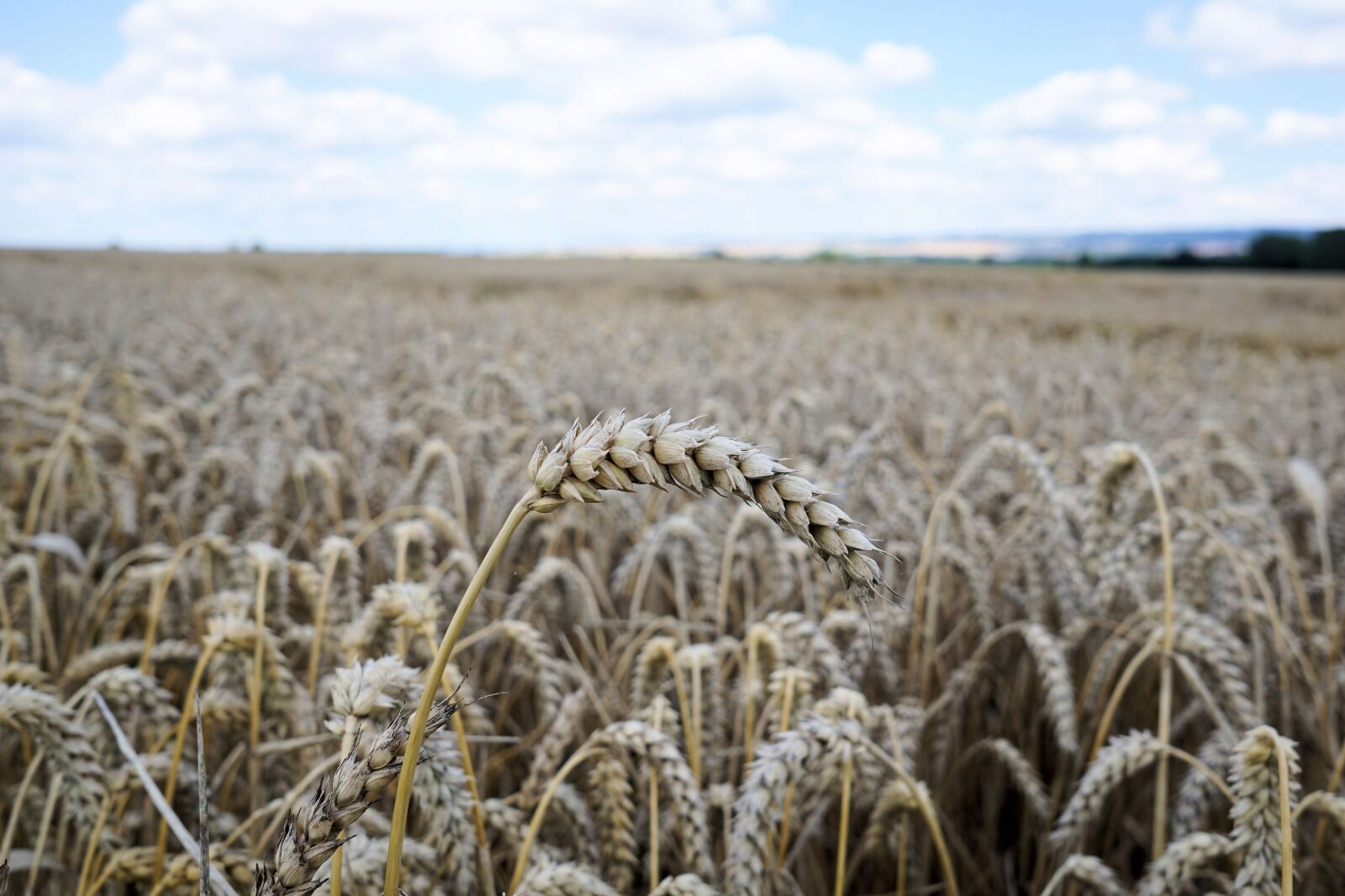 Sony a6000 + Sigma 19mm F2.8 EX DN sample photo. Cereals, grain, spike photography