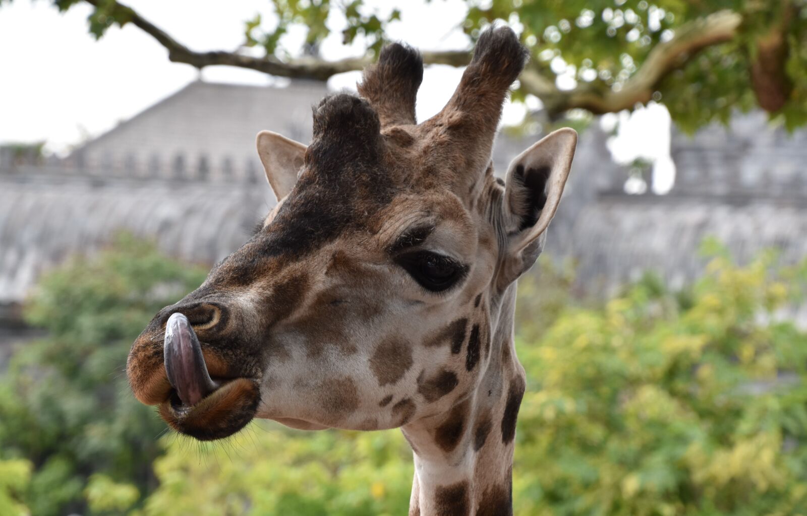 Nikon D5600 sample photo. Giraffe, nature, animal photography