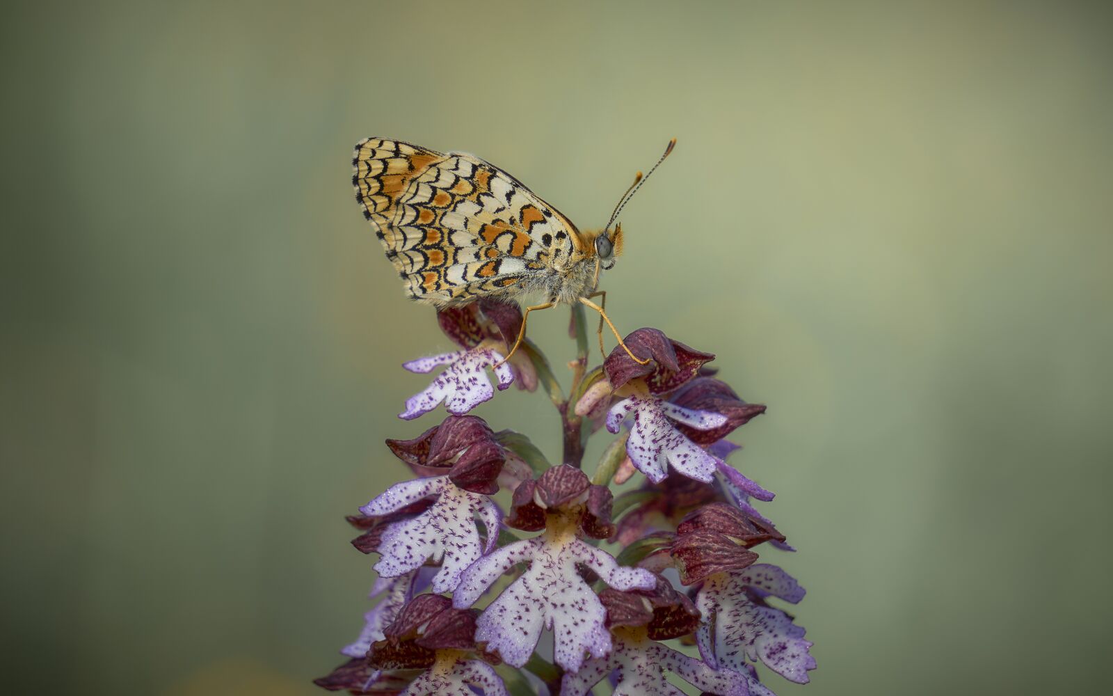 Sony E 55-210mm F4.5-6.3 OSS sample photo. Butterfly, orchid, flower photography