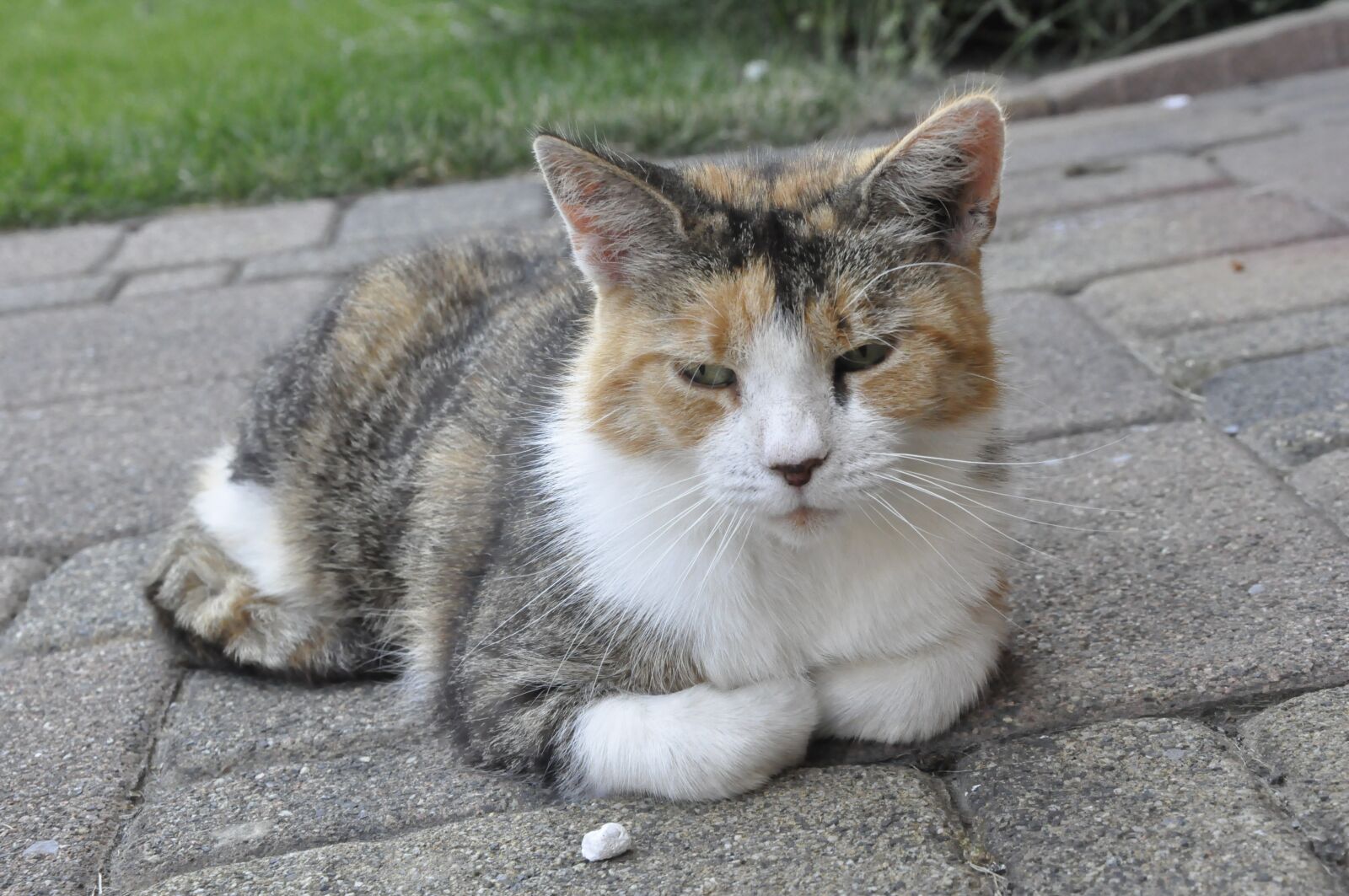 Nikon D90 sample photo. Katze, animal animals, cat photography