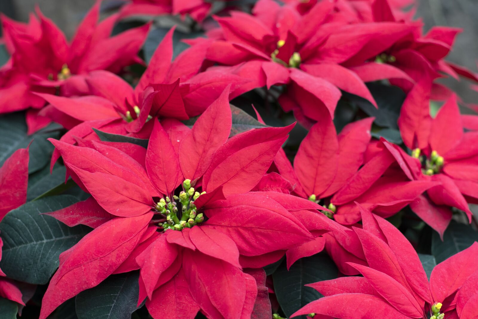 Nikon D7500 sample photo. Poinsettia, flowers flower, red photography