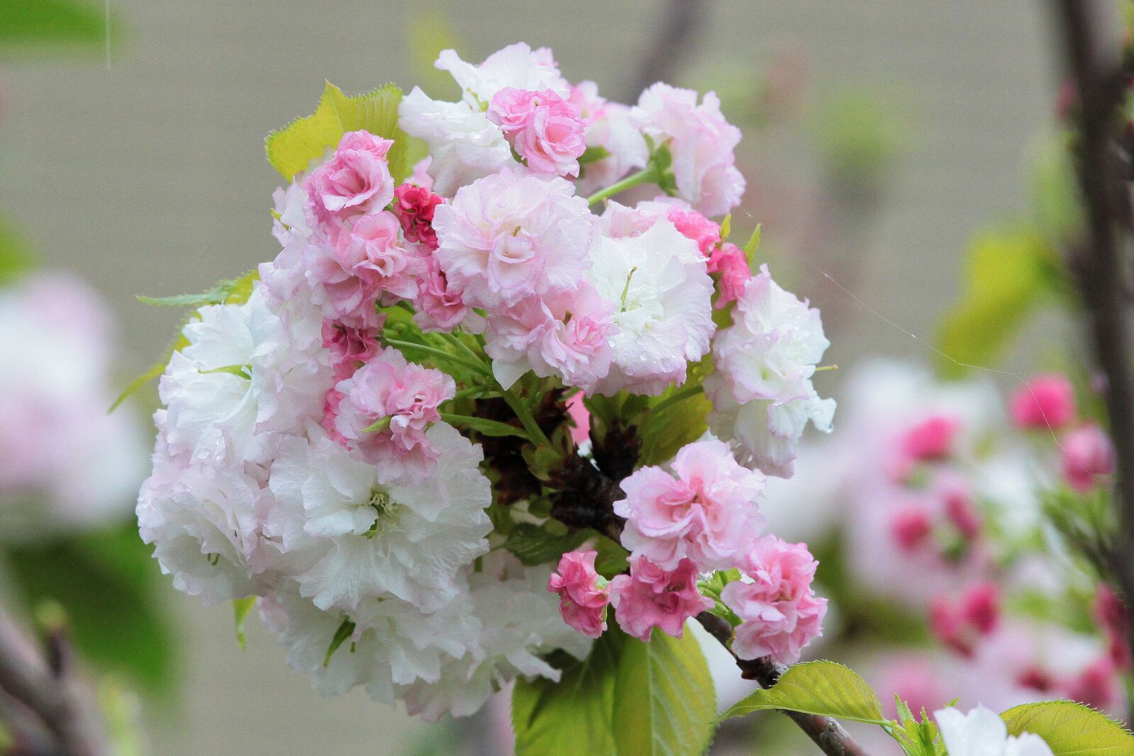 Canon EOS 500D (EOS Rebel T1i / EOS Kiss X3) sample photo. Plant, cherry blossoms, chrysanthemum photography